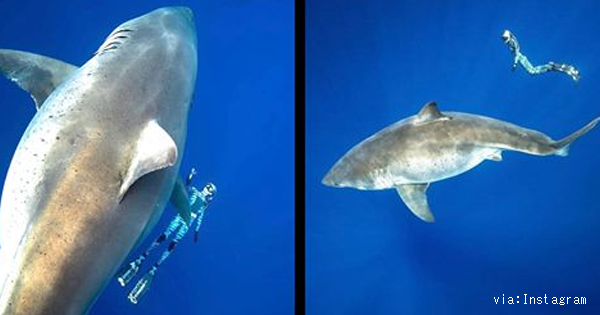 世界最大級のホオジロザメの撮影にハワイで成功 伝説の巨大ホオジロザメ ディープ ブルー かと話題です これ見た